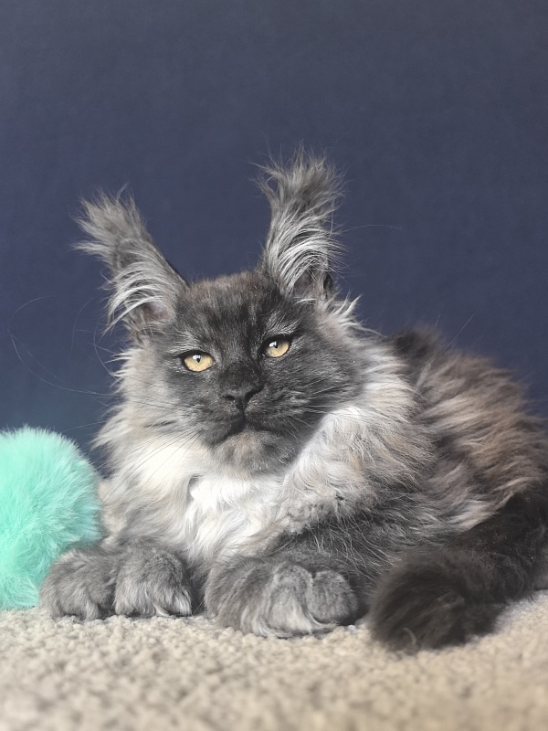 Uh*Tyson Akbars  (polydactyl 66/66) - Kitten maine-coon 2 months 2.5 weeks