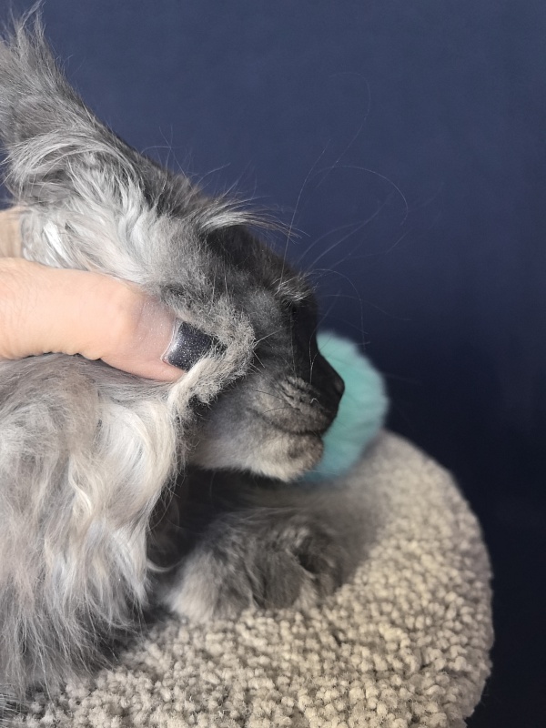 Uh*Tyson Akbars  (polydactyl 66/66) - Kitten maine-coon 2 months 2.5 weeks