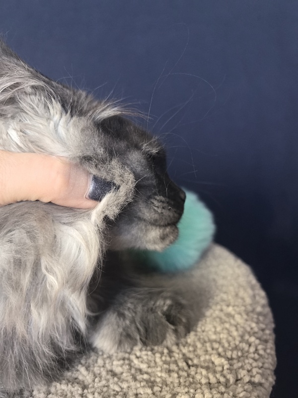 Uh*Tyson Akbars  (polydactyl 66/66) - Kitten maine-coon 2 months 2.5 weeks