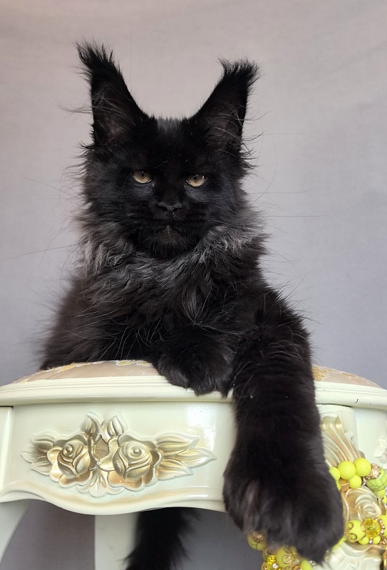 Uh* Topaz Akbars  (polydactyl 77/66) - Kitten maine-coon 3 months 0.5 weeks