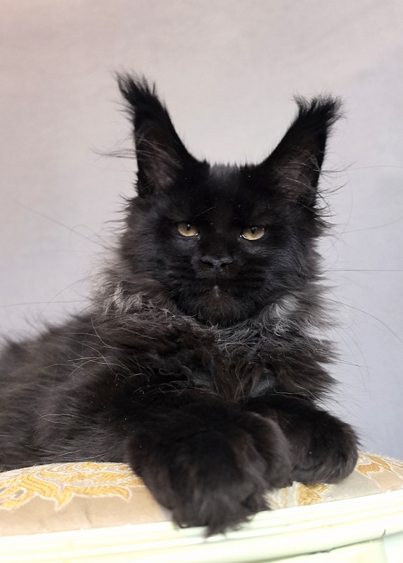 Uh* Topaz Akbars  (polydactyl 77/66) - Kitten maine-coon 3 months 0.5 weeks