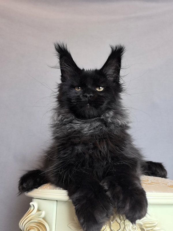 Uh* Topaz Akbars  (polydactyl 77/66) - Kitten maine-coon 3 months 0.5 weeks