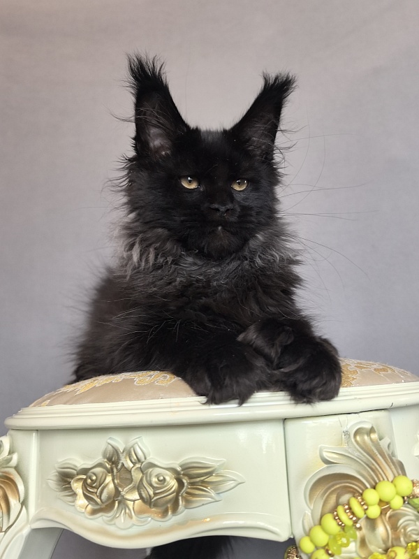 Uh* Topaz Akbars  (polydactyl 77/66) - Kitten maine-coon 3 months 0.5 weeks