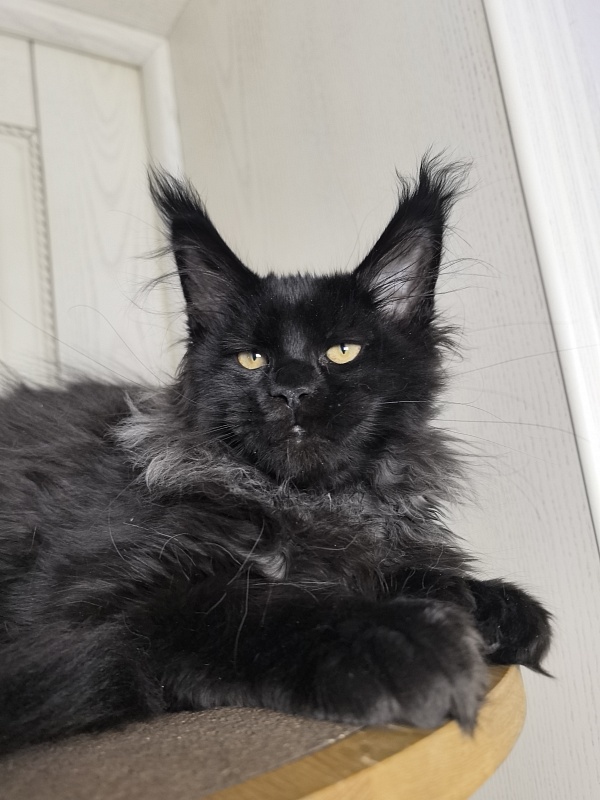 Uh* Topaz Akbars  (polydactyl 77/66) - Kitten maine-coon 3 months 1.5 week