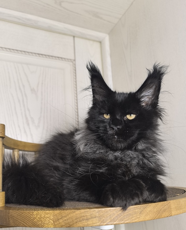 Uh* Topaz Akbars  (polydactyl 77/66) - Kitten maine-coon 3 months 1.5 week