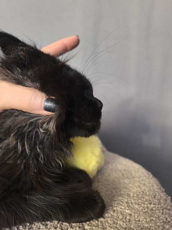 Uh* Topaz Akbars  (polydactyl 77/66) - Kitten maine-coon 2 months 2.5 weeks