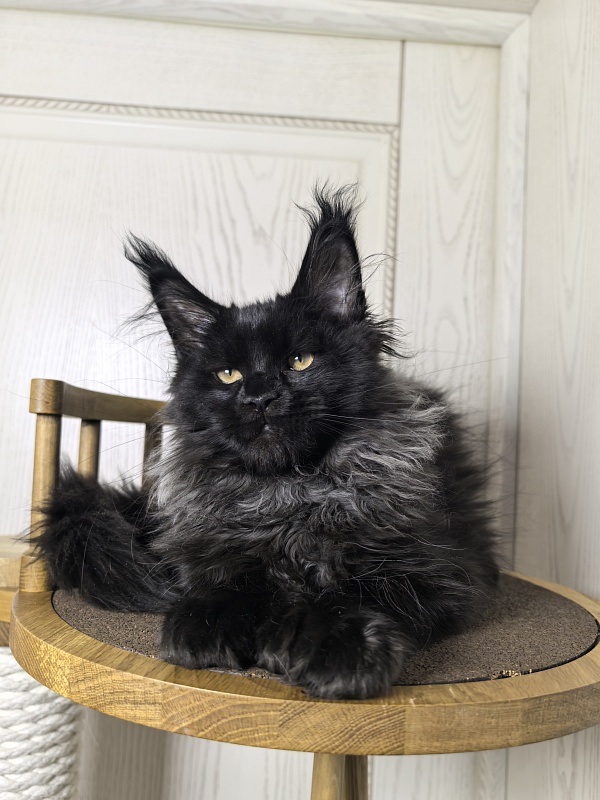 Uh* Topaz Akbars  (polydactyl 77/66) - Kitten maine-coon 3 months 1.5 week