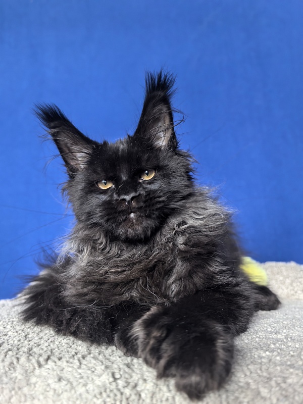 Uh* Topaz Akbars  (polydactyl 77/66) - Kitten maine-coon 4 months 1 week