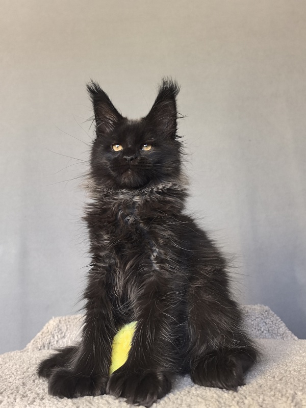 Uh* Topaz Akbars  (polydactyl 77/66) - Kitten maine-coon 2 months 2.5 weeks