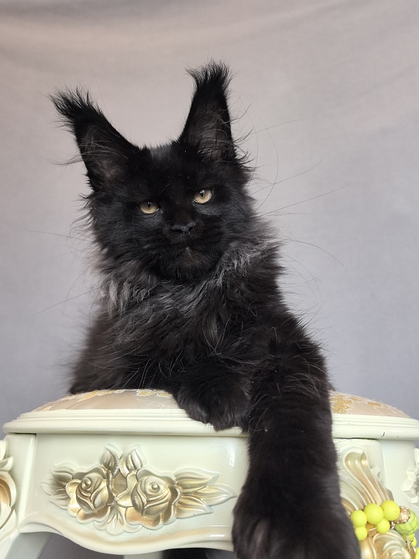 Uh* Topaz Akbars  (polydactyl 77/66) - Kitten maine-coon 3 months 0.5 weeks