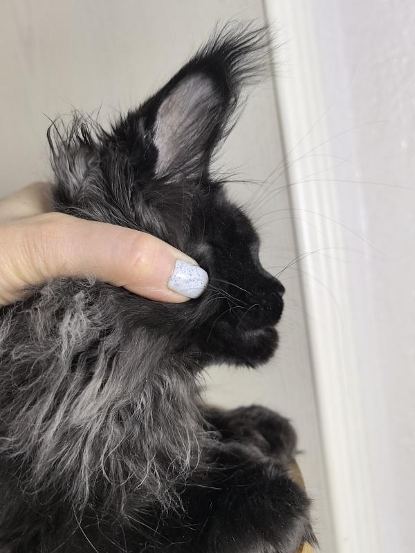 Uh* Topaz Akbars  (polydactyl 77/66) - Kitten maine-coon 3 months 1.5 week