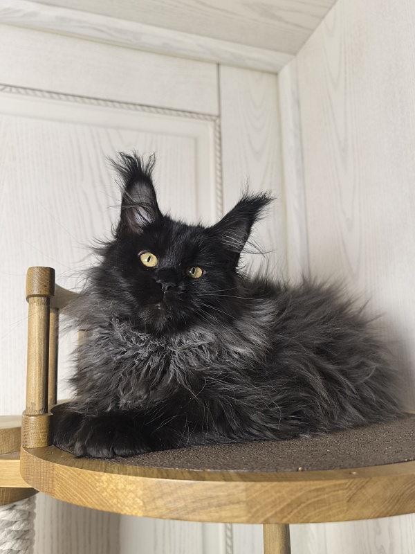 Uma Taya Akbars  (polydactyl 66/66) - Kitten maine-coon 3 months 2.5 weeks