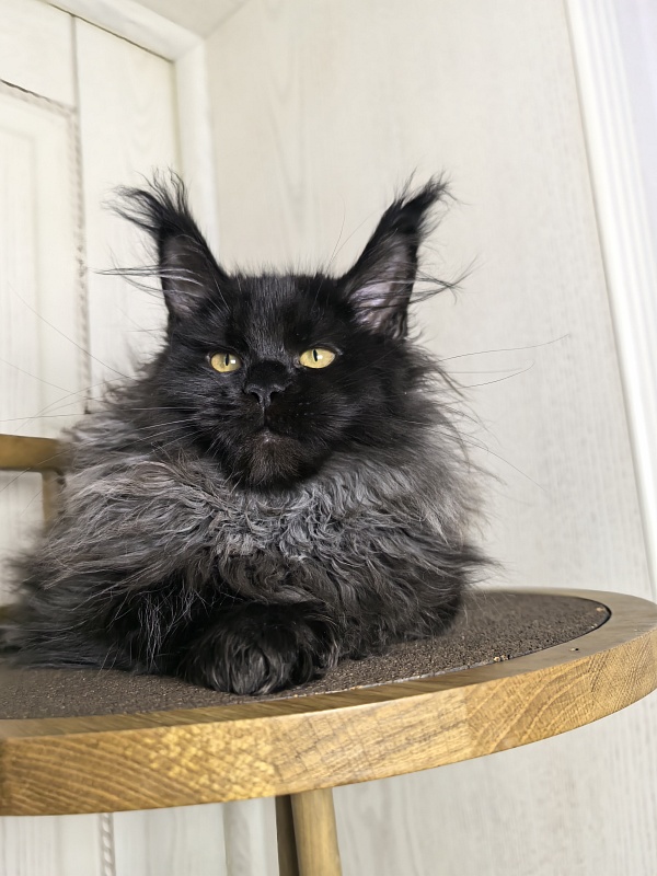 Uma Taya Akbars  (polydactyl 66/66) - Kitten maine-coon 3 months 2.5 weeks