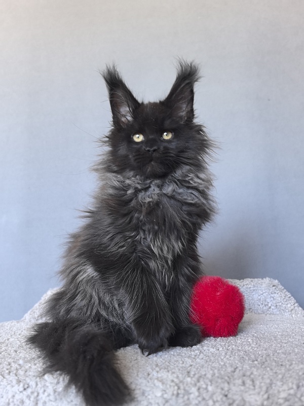 Uma Taya Akbars  (polydactyl 66/66) - Kitten maine-coon 2 months 2.5 weeks