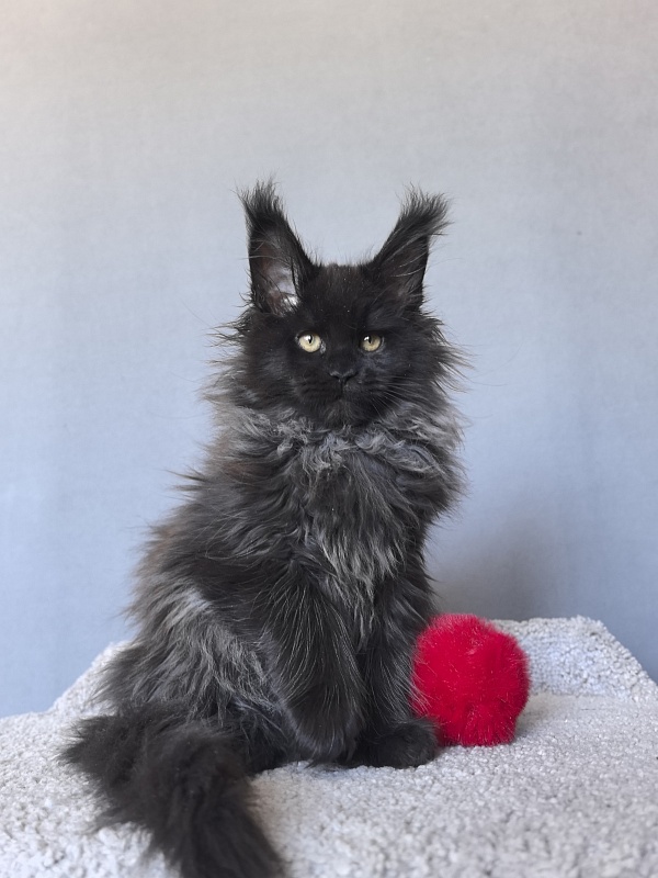 Uma Taya Akbars  (polydactyl 66/66) - Kitten maine-coon 2 months 2.5 weeks