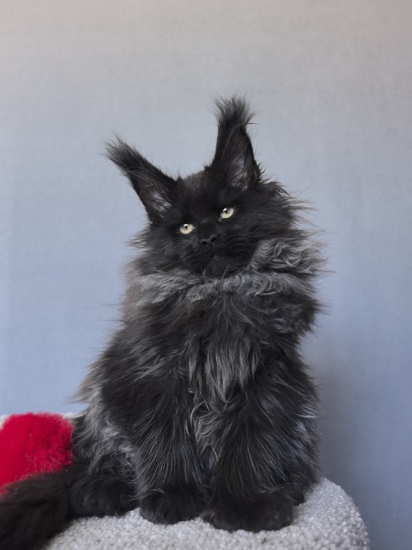 Uma Taya Akbars  (polydactyl 66/66) - Kitten maine-coon 2 months 2.5 weeks