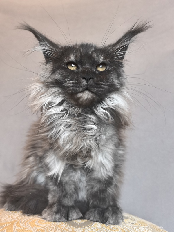 Uh*Tundra Akbars  (polydactyl 66/66) - Kitten maine-coon 3 months 1 week