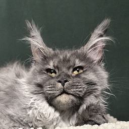 Uh*Tundra Akbars  (polydactyl 76/66)