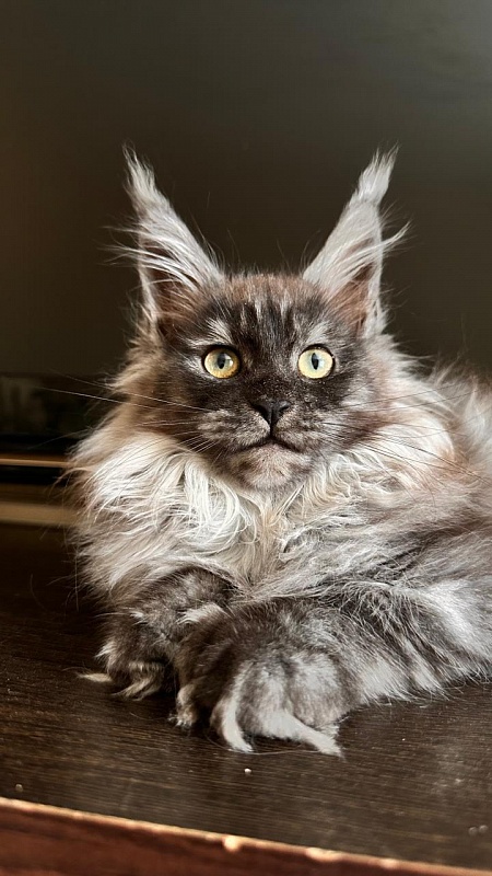 Xiona Akbars  (polydactyl 66/66) - Kitten maine-coon 3 months
