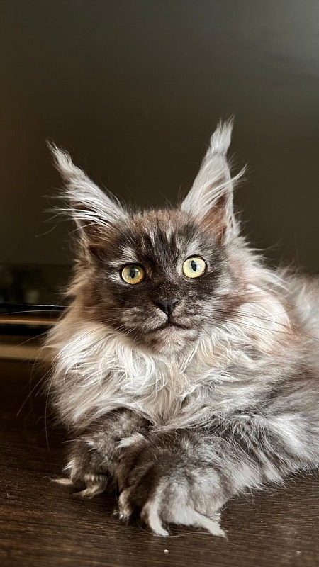 Xiona Akbars  (polydactyl 66/66) - Kitten maine-coon 3 months