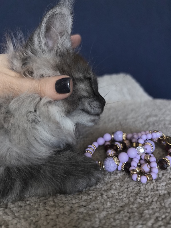 Xiona Akbars  (polydactyl 66/66) - Kitten maine-coon 2 months