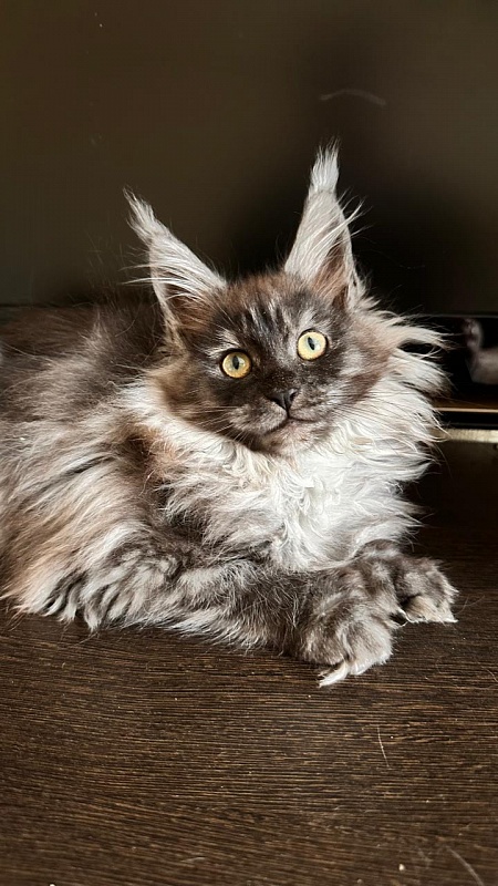 Xiona Akbars  (polydactyl 66/66) - Kitten maine-coon 3 months