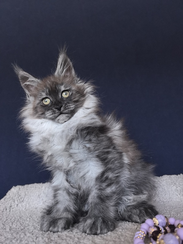 Xiona Akbars  (polydactyl 66/66) - Kitten maine-coon 2 months