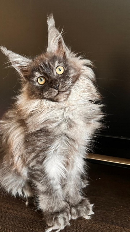 Xiona Akbars  (polydactyl 66/66) - Kitten maine-coon 3 months