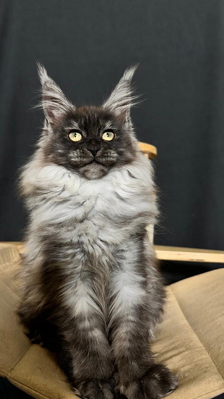 Xiona Akbars  (polydactyl 66/66) - Kitten maine-coon 3 months 0.5 weeks