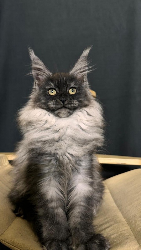 Xiona Akbars  (polydactyl 66/66) - Kitten maine-coon 3 months 0.5 weeks