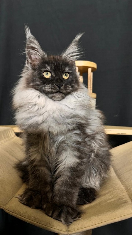 Xiona Akbars  (polydactyl 66/66) - Kitten maine-coon 3 months 0.5 weeks