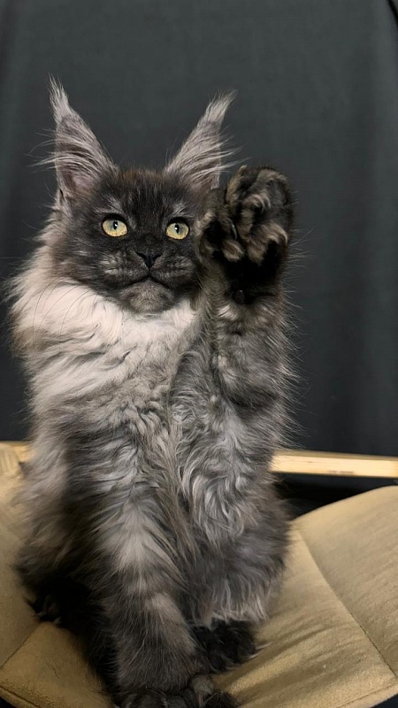 Xiona Akbars  (polydactyl 66/66) - Kitten maine-coon 3 months 0.5 weeks
