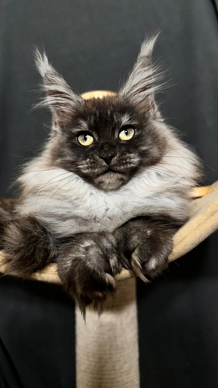 Xiona Akbars  (polydactyl 66/66) - Kitten maine-coon 3 months 0.5 weeks