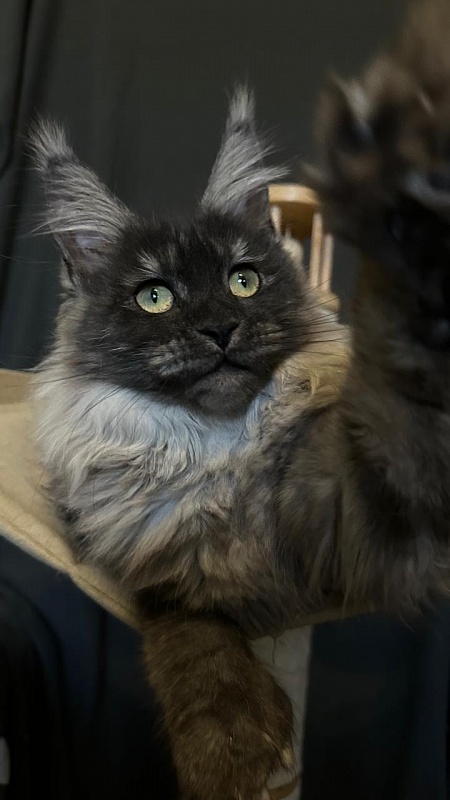 Xiona Akbars  (polydactyl 66/66) - Kitten maine-coon 4 months 3.5 weeks