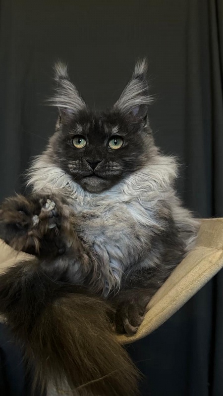 Xiona Akbars  (polydactyl 66/66) - Kitten maine-coon 4 months 3.5 weeks