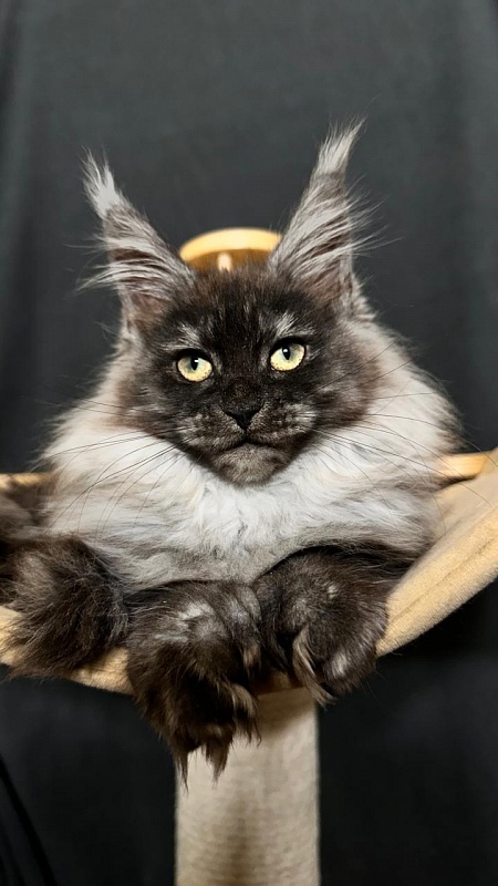 Xiona Akbars  (polydactyl 66/66) - Kitten maine-coon 3 months 0.5 weeks