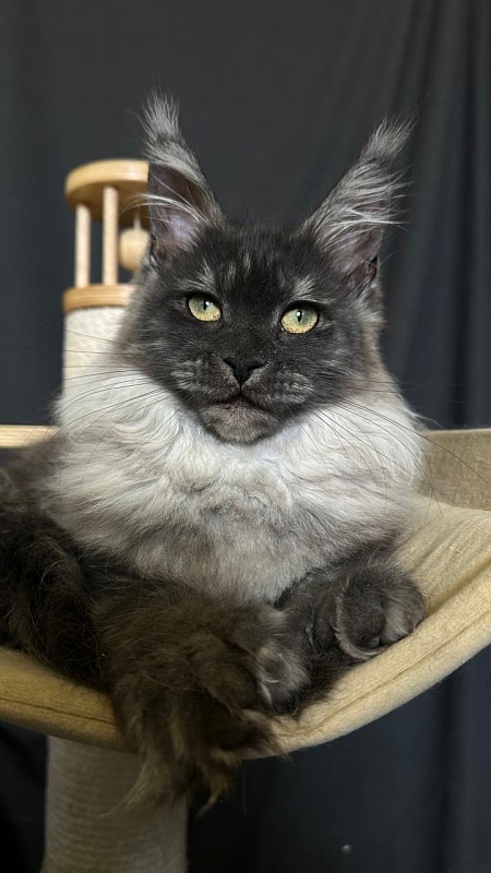 Xiona Akbars  (polydactyl 66/66) - Kitten maine-coon 5 months