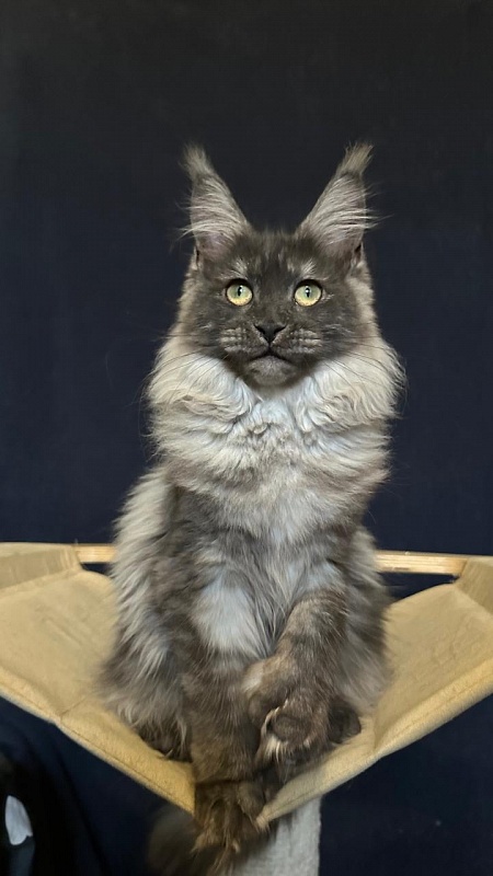 Xiona Akbars  (polydactyl 66/66) - Kitten maine-coon 5 months