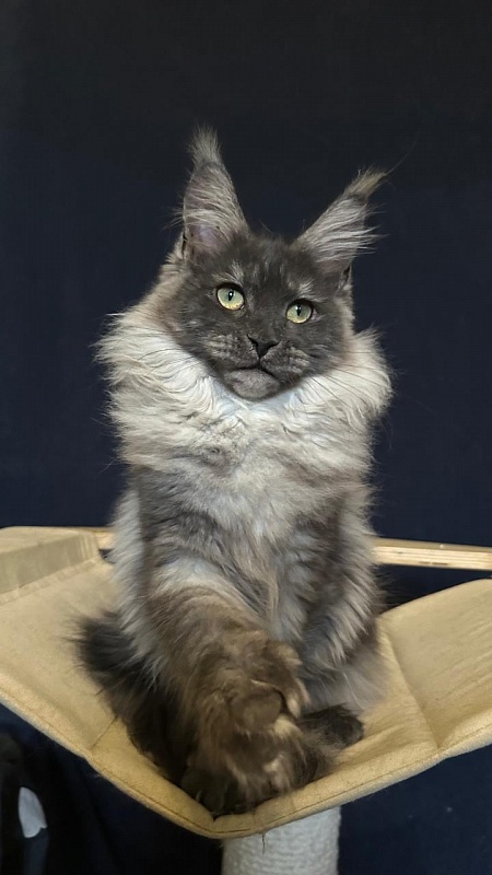 Xiona Akbars  (polydactyl 66/66) - Kitten maine-coon 5 months