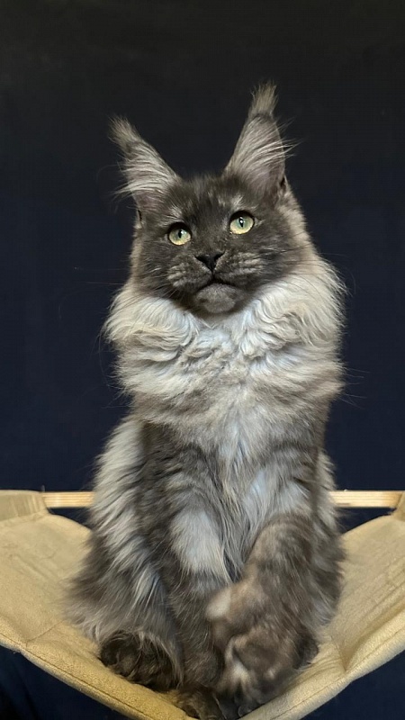 Xiona Akbars  (polydactyl 66/66) - Kitten maine-coon 5 months
