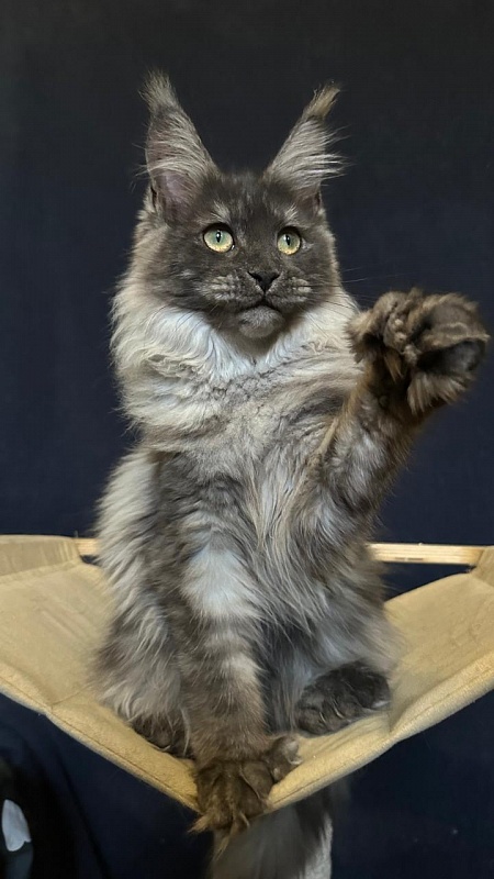 Xiona Akbars  (polydactyl 66/66) - Kitten maine-coon 5 months