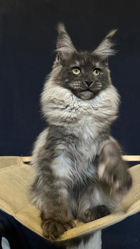 Xiona Akbars  (polydactyl 66/66) - Kitten maine-coon 5 months