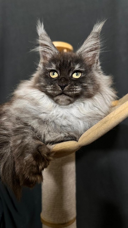 Xiona Akbars  (polydactyl 66/66) - Kitten maine-coon 3 months 0.5 weeks