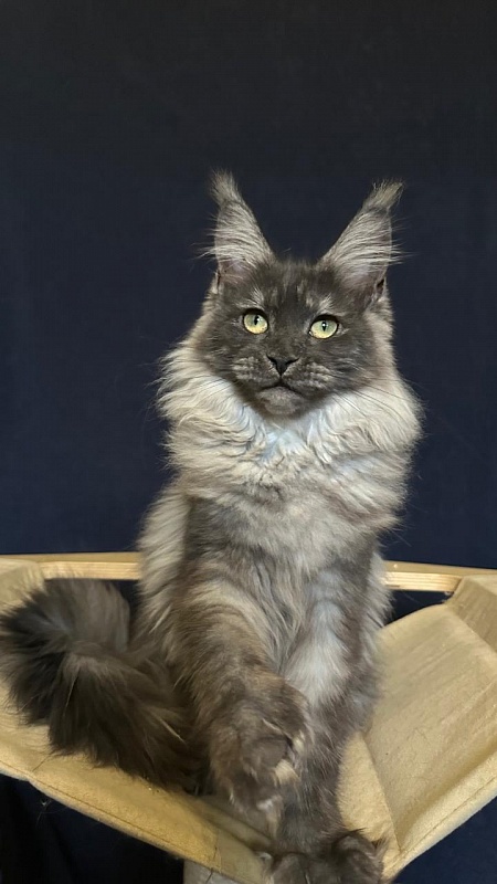 Xiona Akbars  (polydactyl 66/66) - Kitten maine-coon 5 months