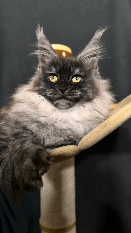 Xiona Akbars  (polydactyl 66/66) - Kitten maine-coon 3 months 0.5 weeks