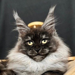 Xiona Akbars  (polydactyl 66/66)