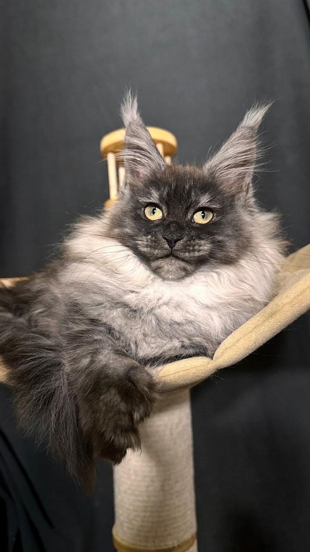 Xiona Akbars  (polydactyl 66/66) - Kitten maine-coon 3 months 0.5 weeks