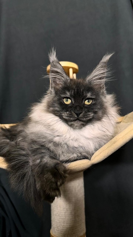 Xiona Akbars  (polydactyl 66/66) - Kitten maine-coon 3 months 0.5 weeks