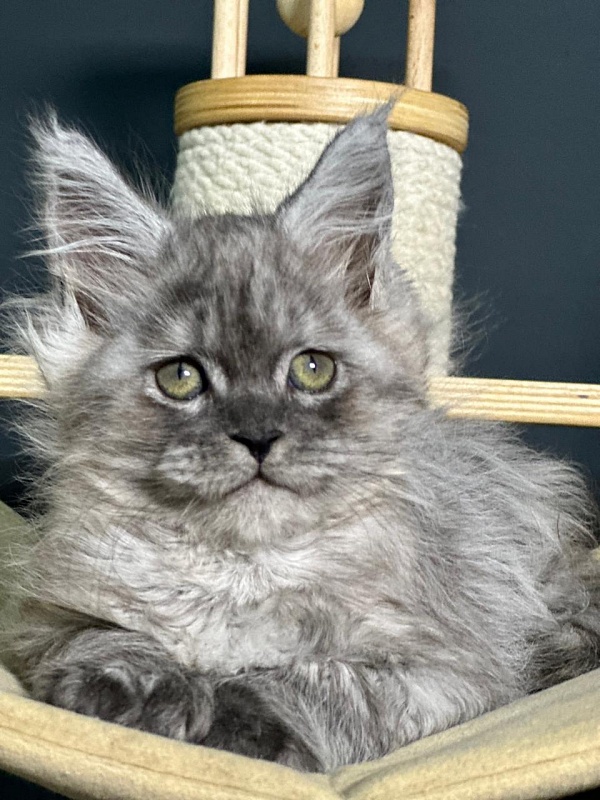 Xoiya Akbars (polydactyl 66/66) - Kitten maine-coon 2 months