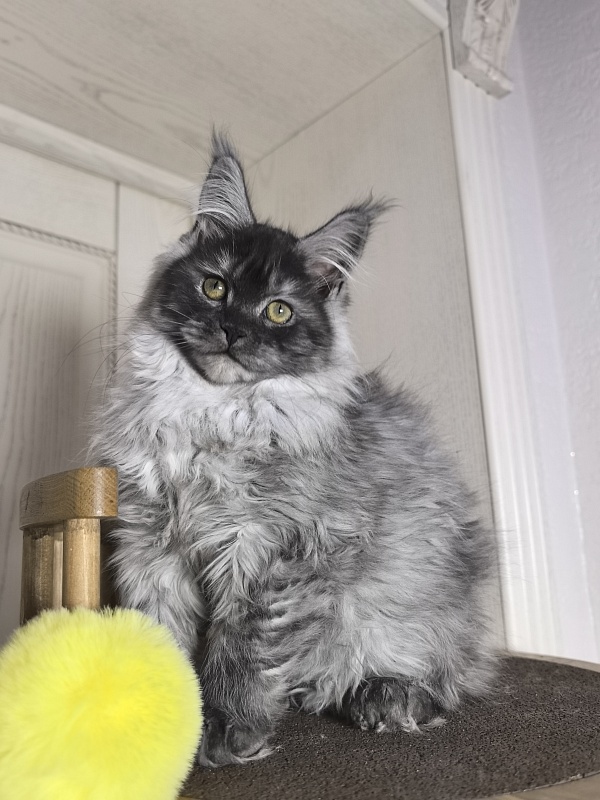Xoiya Akbars (polydactyl 66/66) - Kitten maine-coon 3 months